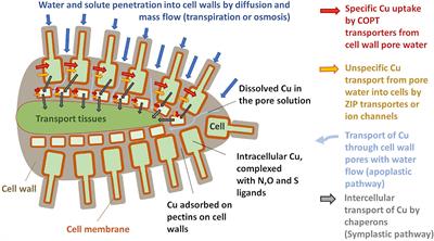 Stable Cu Isotope Ratios Show Changes in Cu Uptake and Transport Mechanisms in Vitis vinifera Due to High Cu Exposure